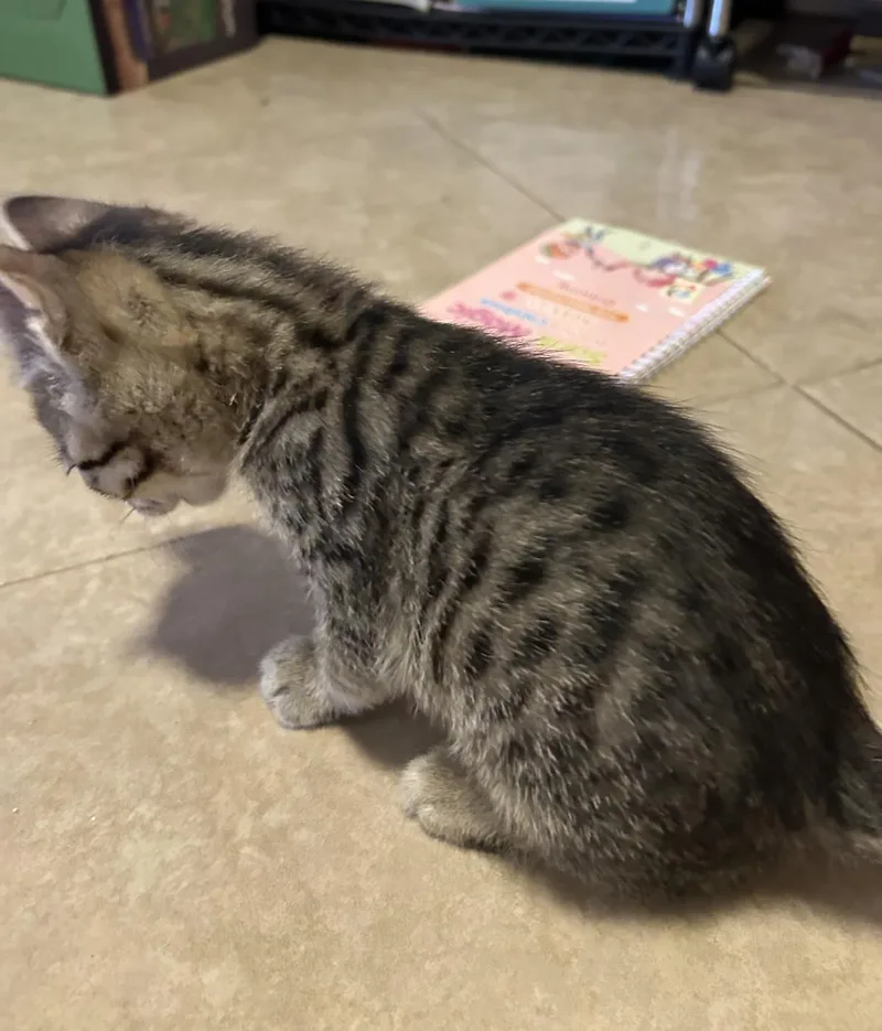 Little Tabby Amor thumbnail 3