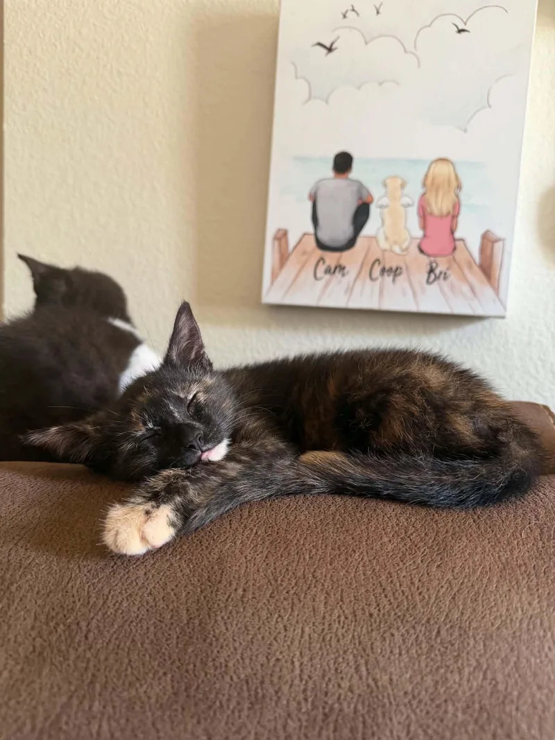 A baby small-sized female Tortoiseshell Domestic Short Hair cat named Tootsie for adoption in Indianapolis, IN
