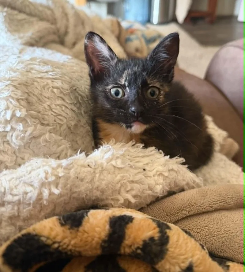 Tootsie thumbnail 2