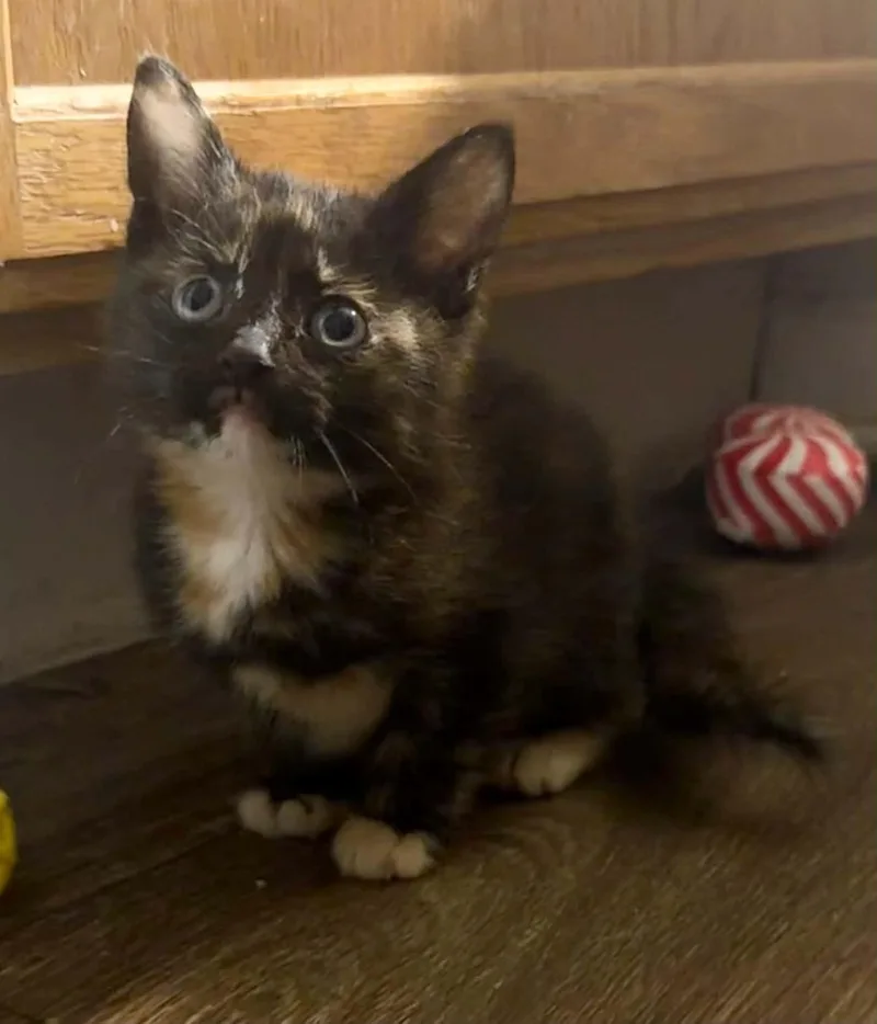 Tootsie thumbnail 4