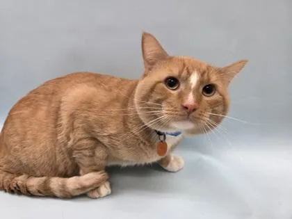 Kyro