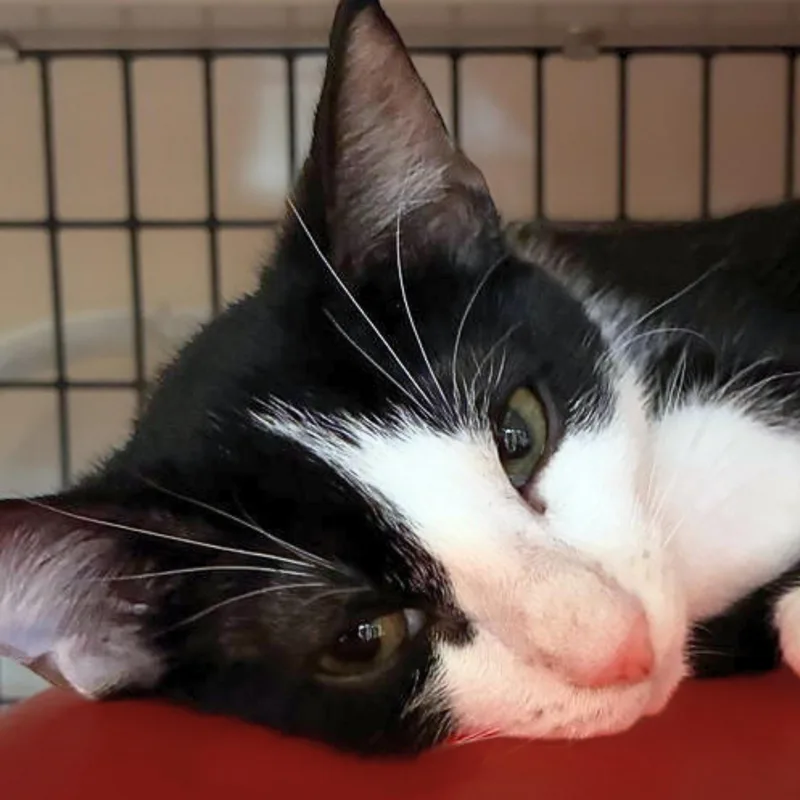 A young small-sized male Domestic Short Hair cat named Novak for adoption in Santa Fe, NM