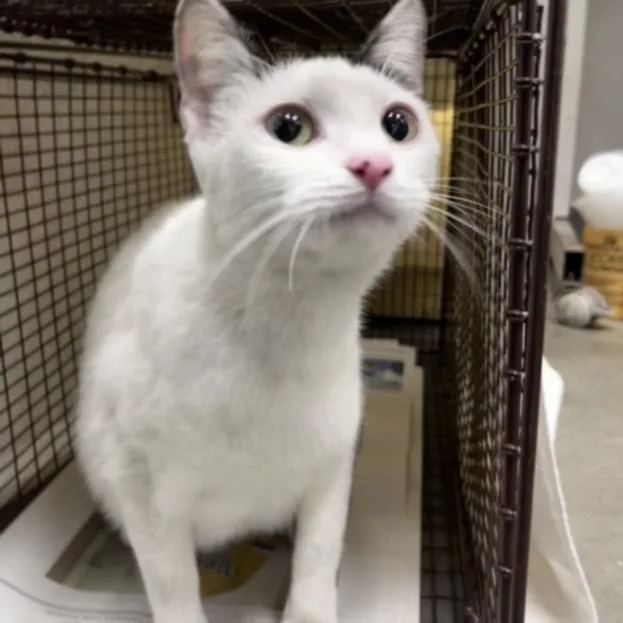 A young medium-sized female Domestic Short Hair cat named Blangela for adoption in Los Angeles, CA