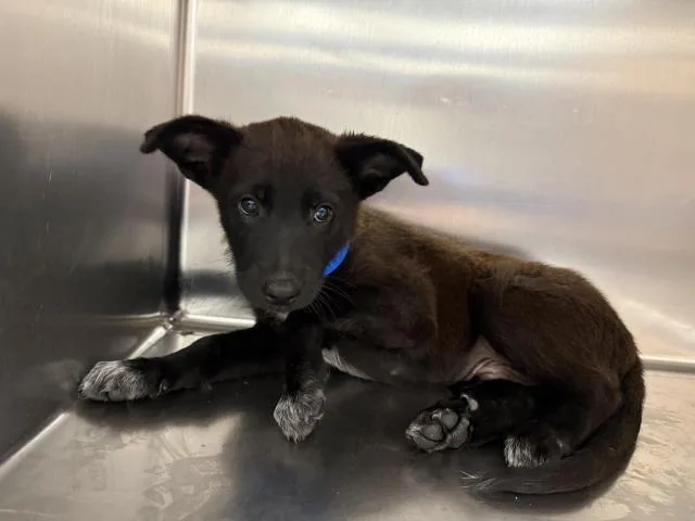 A baby small-sized male Shepherd dog named A for adoption in Thousand Palms, CA