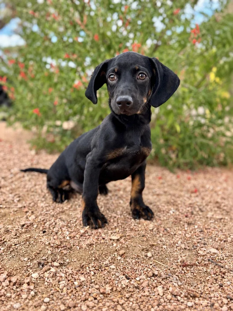 A young small-sized male Dachshund dog named Pablo for adoption in Helotes, TX