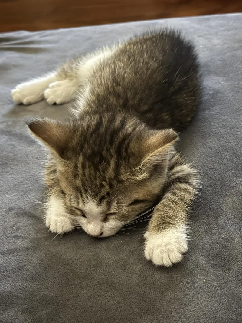 A baby medium-sized female Buff / Tan / Fawn American Shorthair cat named Julie for adoption in Beloit, OH