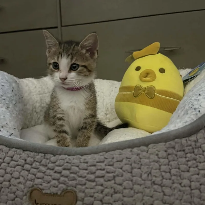 Julie thumbnail 3