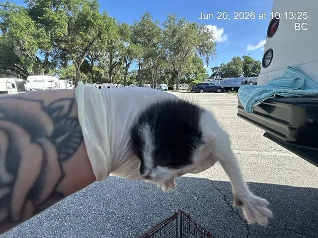 A baby small-sized female Domestic Short Hair cat named Skunky for adoption in Ocala, FL