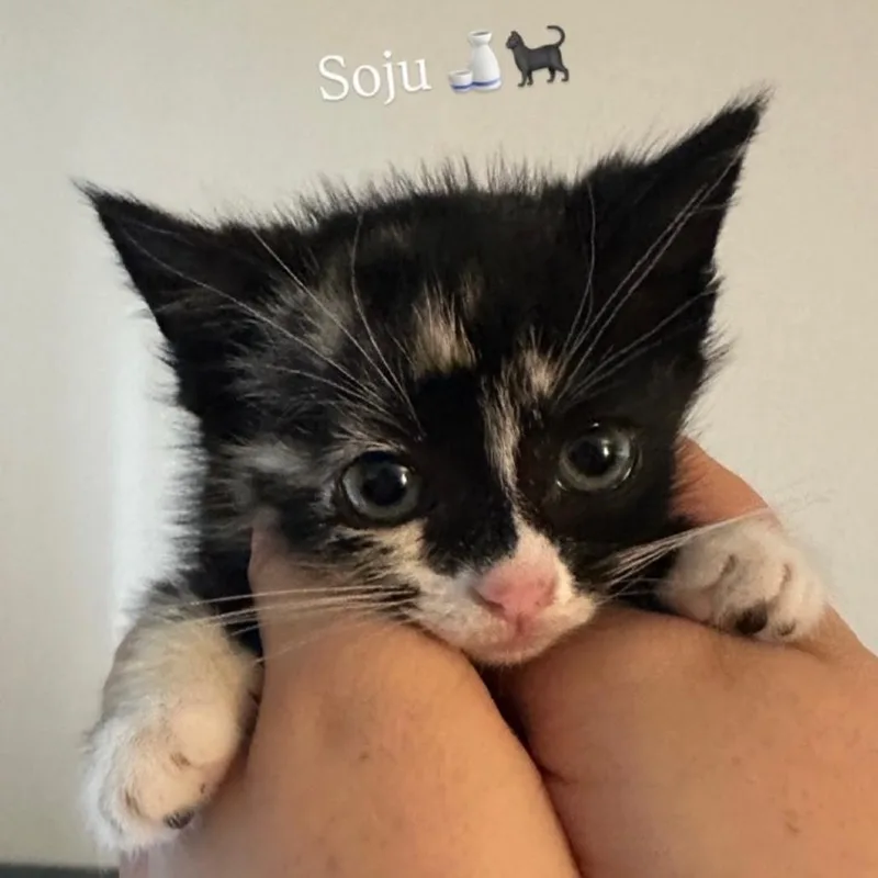 A baby small-sized female Tortoiseshell Domestic Short Hair cat named Soju for adoption in Westminster, CA