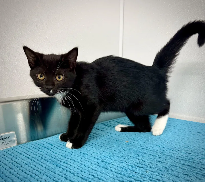 A baby small-sized female Black & White / Tuxedo Domestic Short Hair cat named Gwen for adoption in Kalamazoo, MI