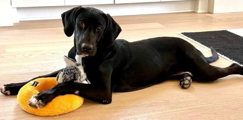 A young medium-sized female Tricolor (Brown, Black, & White) Labrador Retriever dog named Shadow for adoption in Dallas, TX