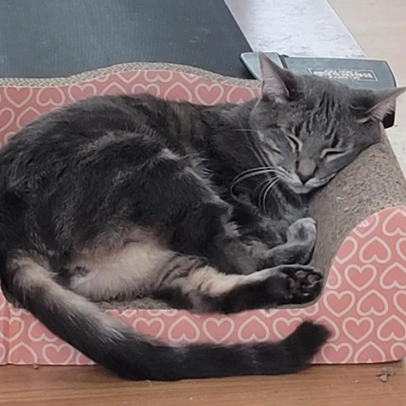 An adult small-sized male Gray / Blue / Silver Domestic Short Hair cat named Meelo for adoption in Webster, TX