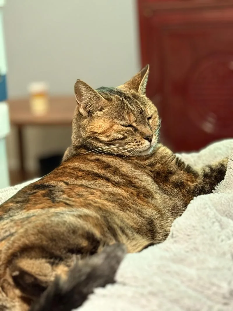 An adult medium-sized female Tabby (Brown / Chocolate) Domestic Short Hair cat named Amber for adoption in Adrian, MI