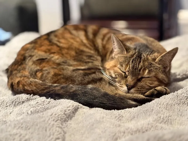 Amber thumbnail 5