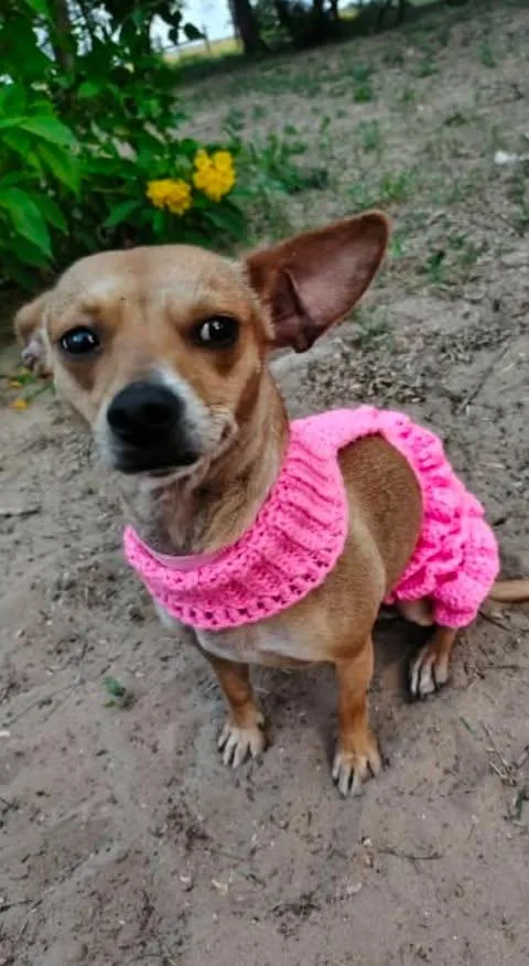 A young small-sized female Golden Chihuahua dog named Tinkerbelle for adoption in Vernon, CT