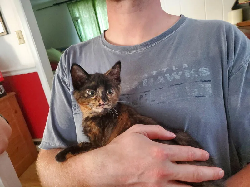 A baby medium-sized female Tortoiseshell cat named Toasty for adoption in Versailles, KY