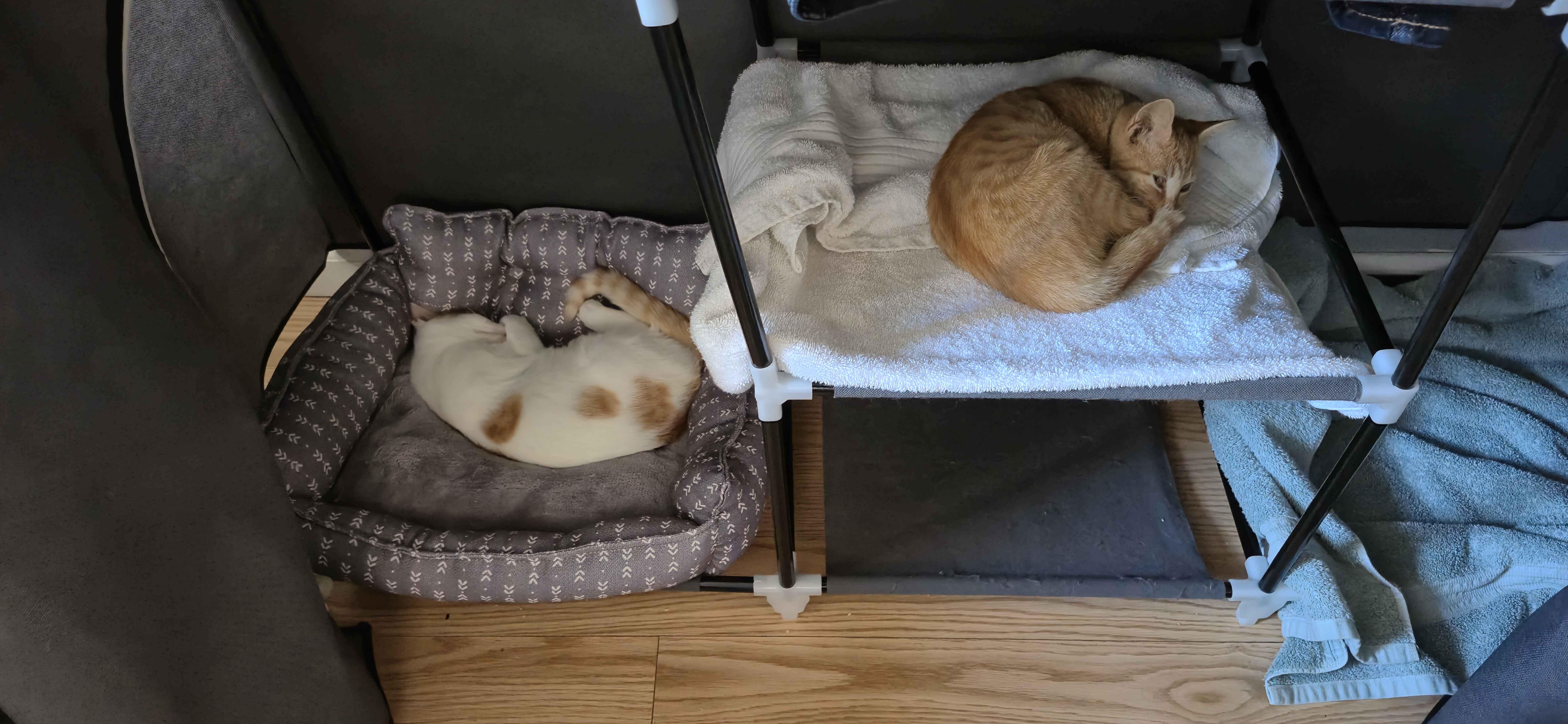 A baby small-sized male Orange & White Domestic Short Hair cat named Gabe & Coffee for adoption in Weehawken, NJ