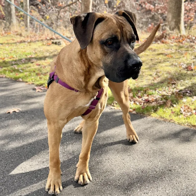 An adult extra large-sized male Yellow / Tan / Blond / Fawn Mastiff dog named Ollie for adoption in East Hampton, NY