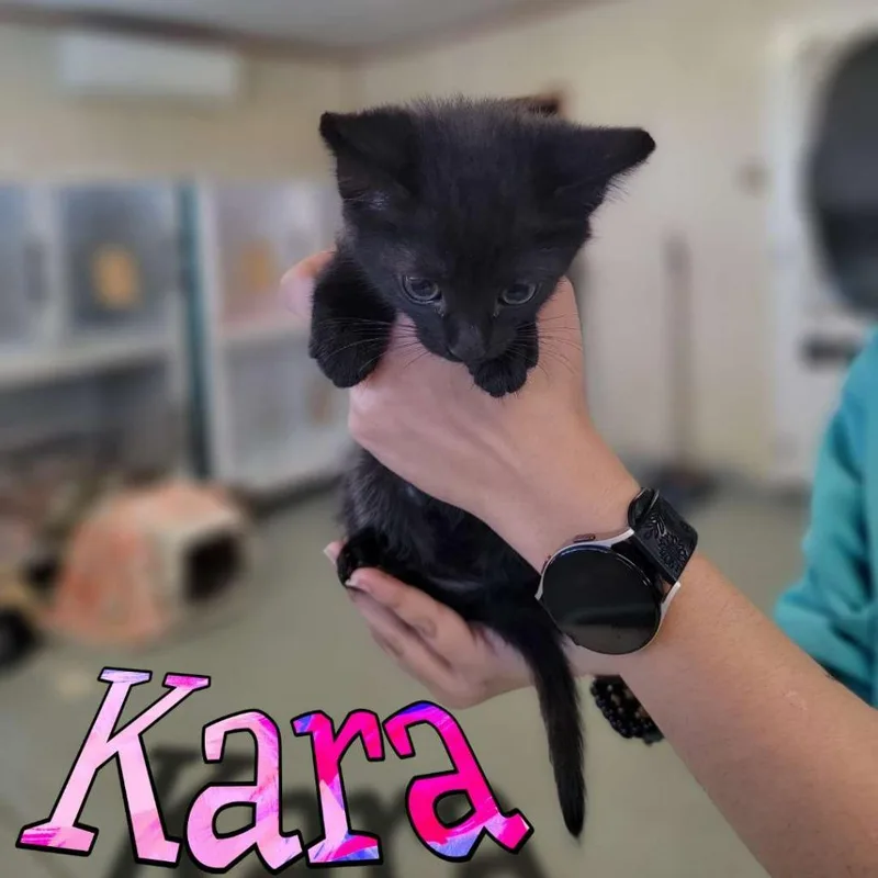 A baby small-sized female Domestic Short Hair cat named Kara for adoption in Hillsboro, OH