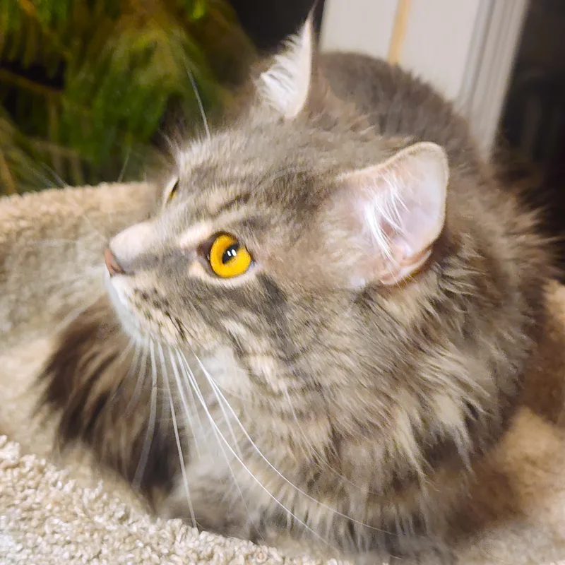 Mr. Blue Sky  thumbnail 3