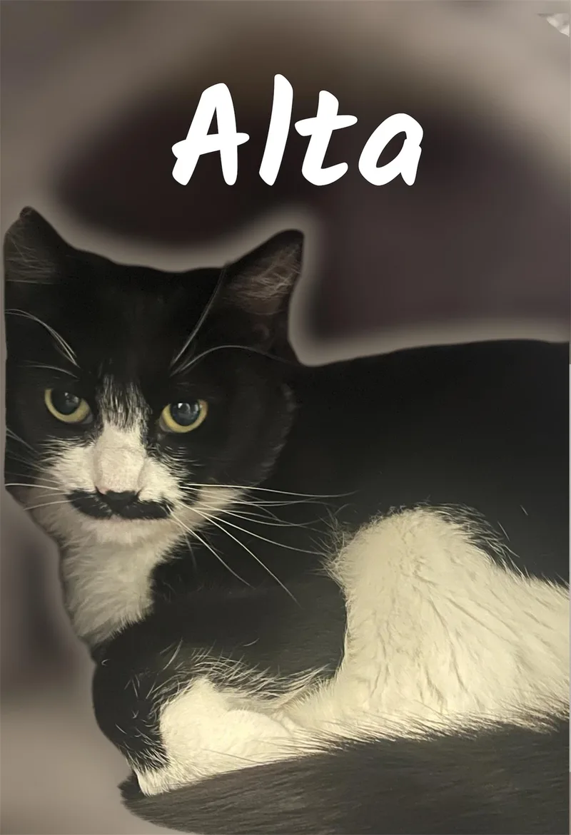 An adult medium-sized female Black & White / Tuxedo Domestic Short Hair cat named Alta for adoption in Auburn, CA