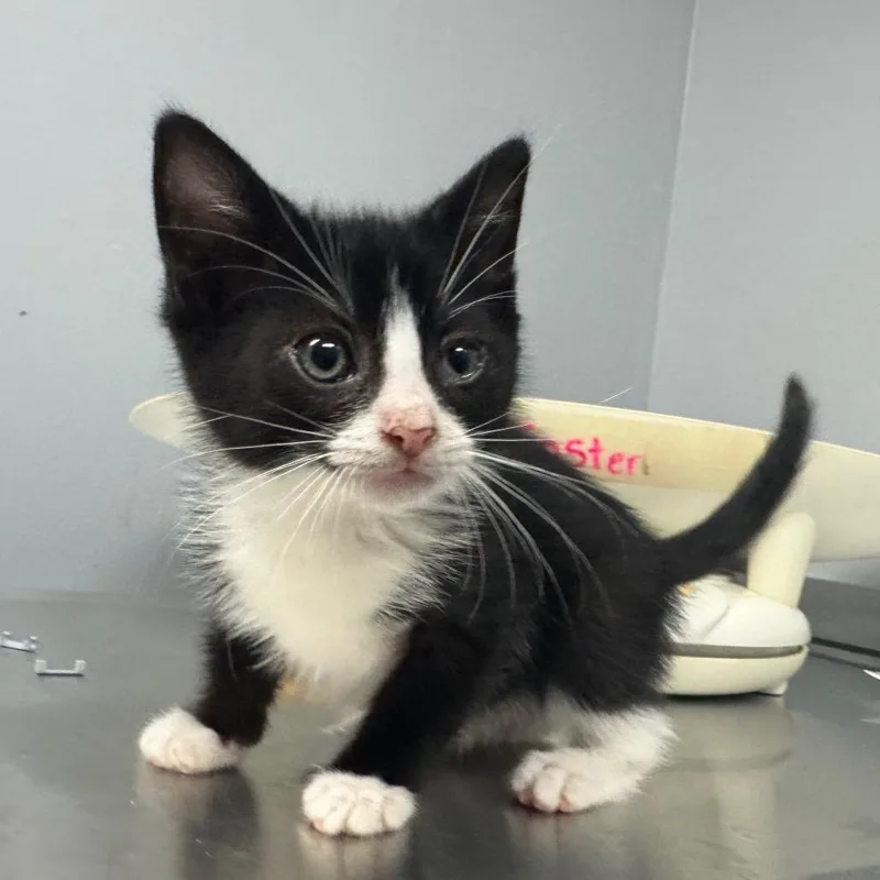 A baby small-sized male Black Domestic Short Hair cat named Danish for adoption in Columbus, GA