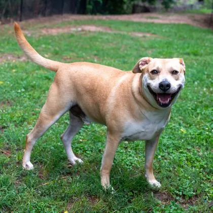 An adult large-sized male Mixed Breed dog named Brennan for adoption in Chamblee, GA