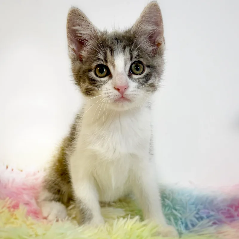 A baby medium-sized female Tabby (Brown / Chocolate) Domestic Short Hair cat named Pimento for adoption in Watertown, WI