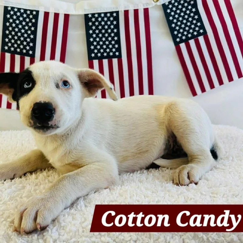 Cotton Candy