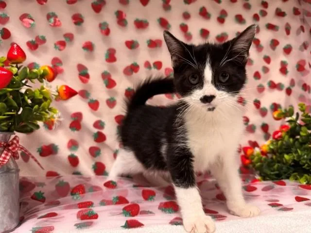 A baby small-sized male Domestic Short Hair cat named Saverio for adoption in Fairfield, CA