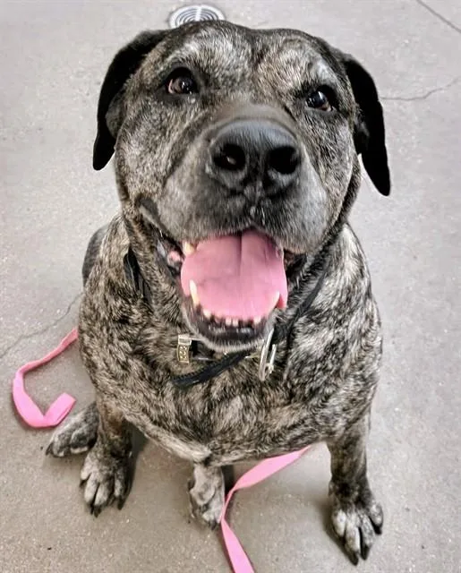 An adult extra large-sized female Presa Canario dog named Winnie The Pooh for adoption in Tucson, AZ