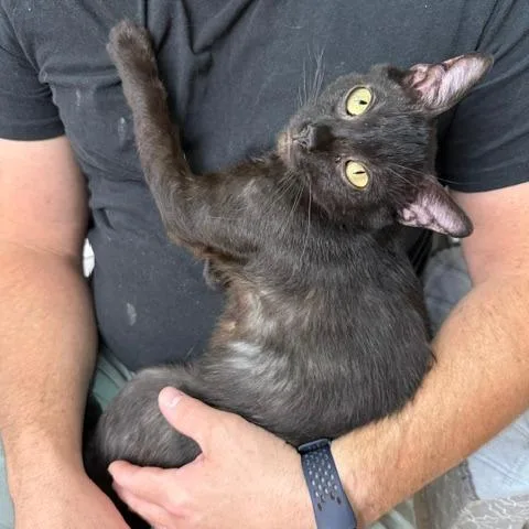 An adult medium-sized female Black Domestic Short Hair cat named Betty for adoption in Madison, WI