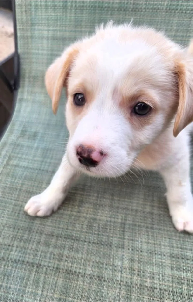 Bailey  Sadie and thumbnail 3