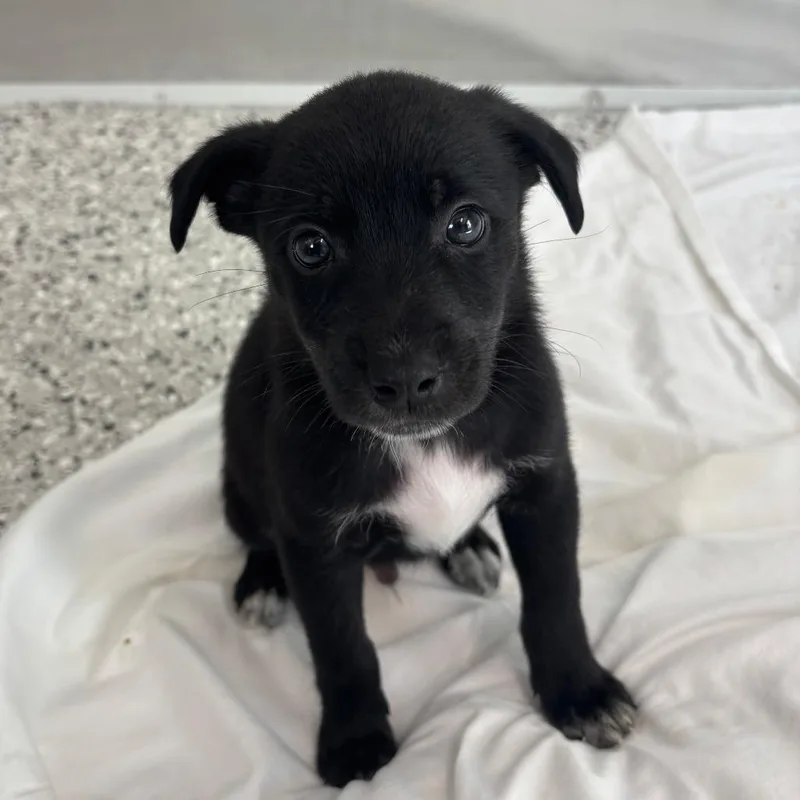 A baby medium-sized male Black Mixed Breed dog named Costco for adoption in Freeport, FL