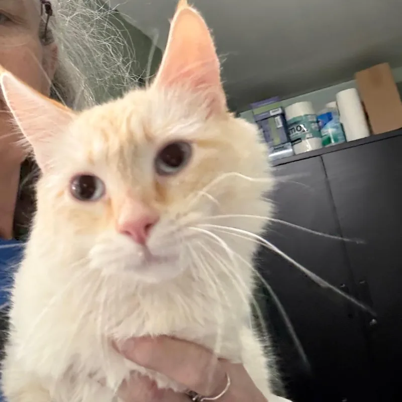 A young medium-sized male Orange / Red Domestic Medium Hair cat named Tango for adoption in Ferndale, WA