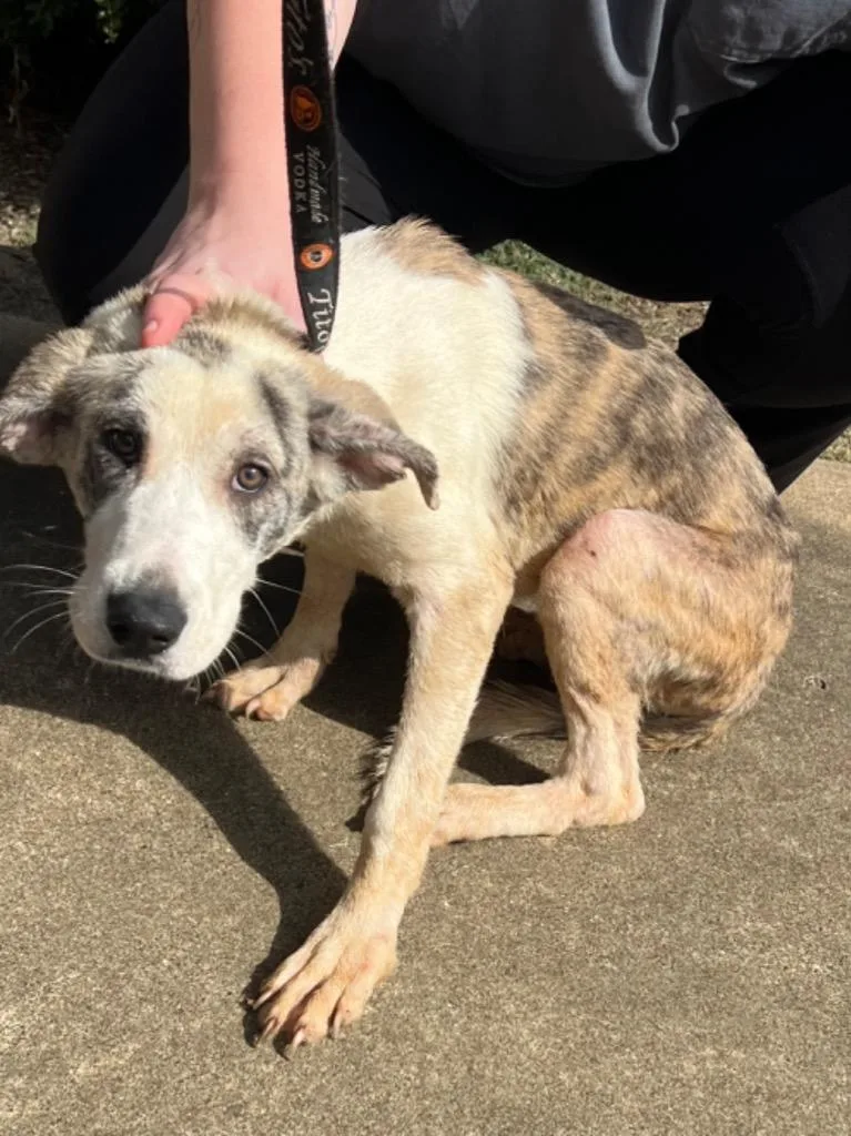 A baby large-sized female Anatolian Shepherd dog named Swiffer for adoption in Nacogdoches, TX
