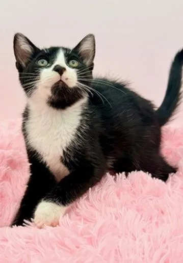 A baby medium-sized male Black & White / Tuxedo Tuxedo cat named Slushie for adoption in Covington, LA