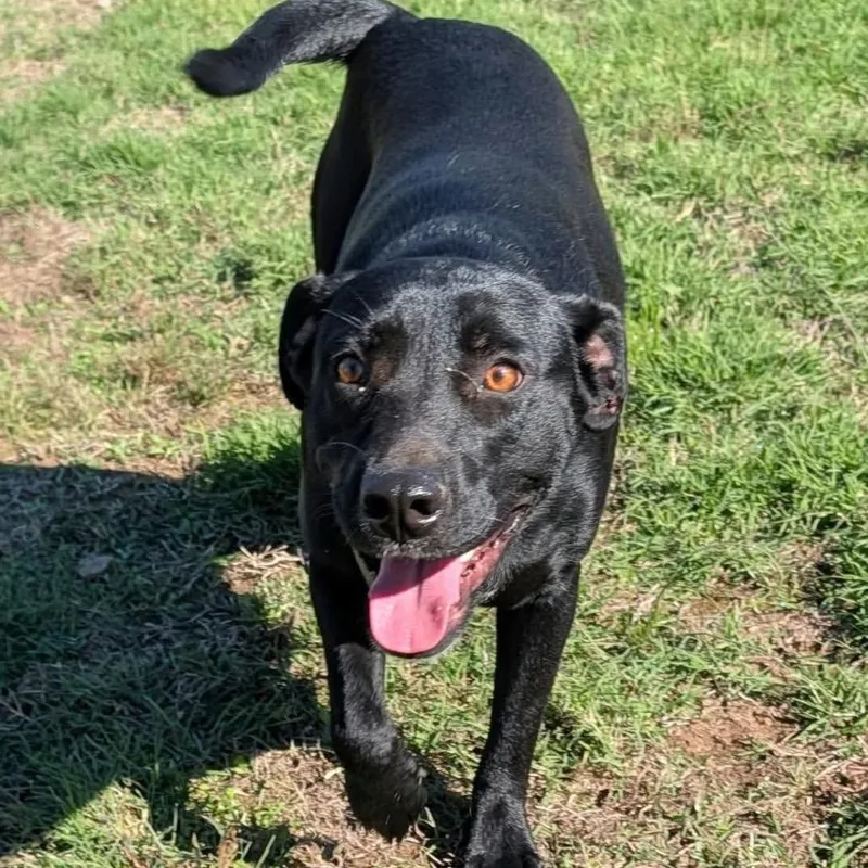 A young medium-sized female Black Labrador Retriever dog named Ava Gardner for adoption in Hackett, AR