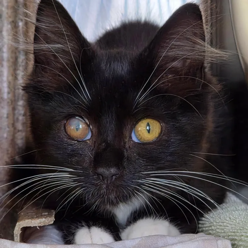 A baby small-sized female Black Domestic Short Hair cat named Gazelle for adoption in Asheville, NC
