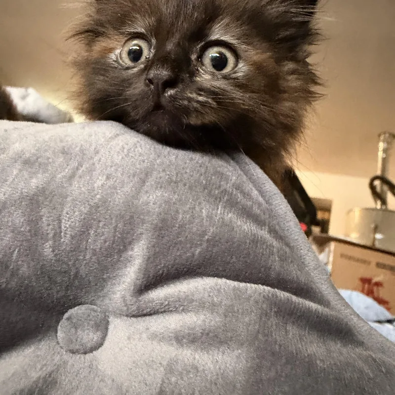 A baby large-sized female Tortoiseshell Domestic Long Hair cat named Charlotte for adoption in Norco, CA