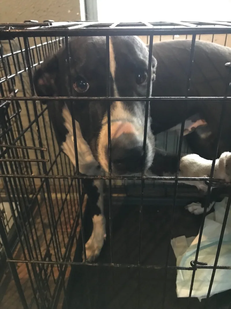 A baby medium-sized male Mixed Breed dog named Wesley for adoption in Angleton, TX