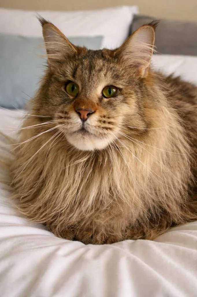 A young large-sized female Maine Coon cat named Tonya for adoption in Ewing, NJ