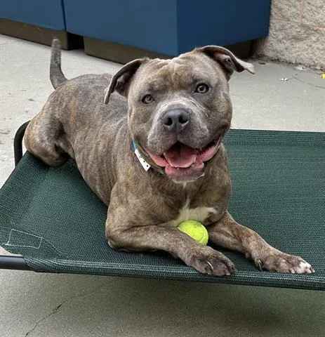 A young large-sized male Pit Bull Terrier dog named Hubba Bubba Bubble Gum for adoption in Dayton, OH