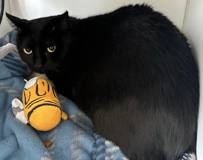 An adult large-sized male Black Domestic Short Hair cat named Neville for adoption in Mason City, IA