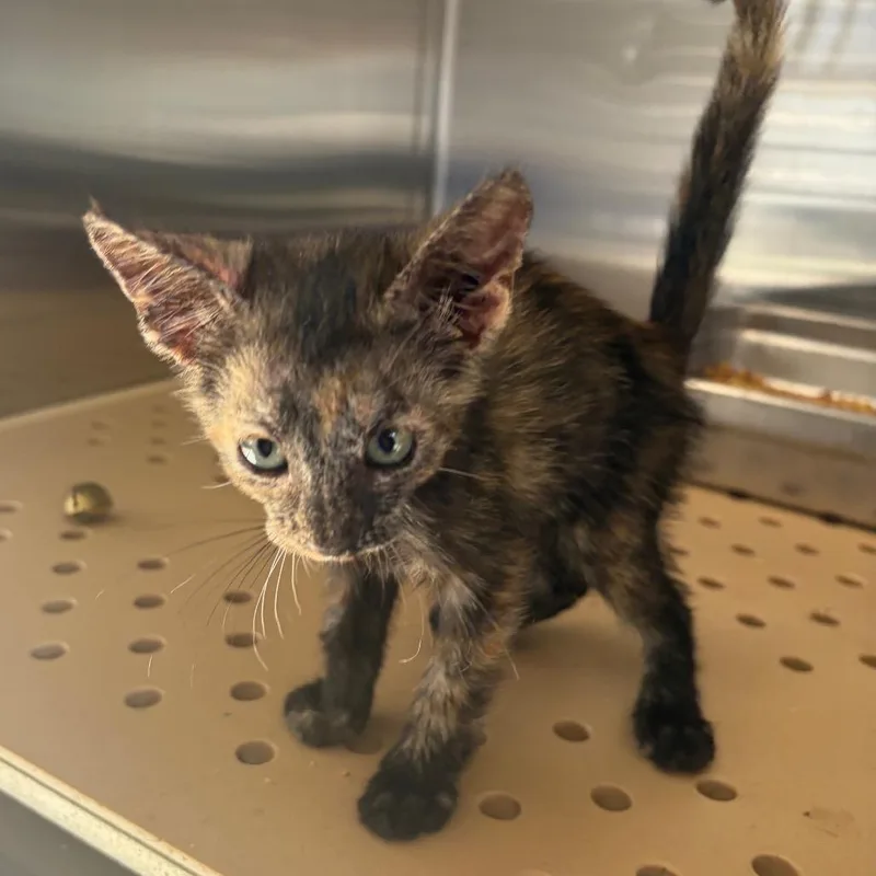 A baby small-sized female Black Domestic Short Hair cat named The Notorious CAT for adoption in Edinburg, TX