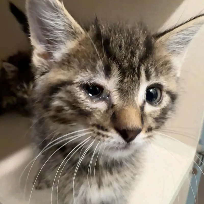 A baby small-sized male Brown / Chocolate Domestic Short Hair cat named Thunder for adoption in Wheeling, IL