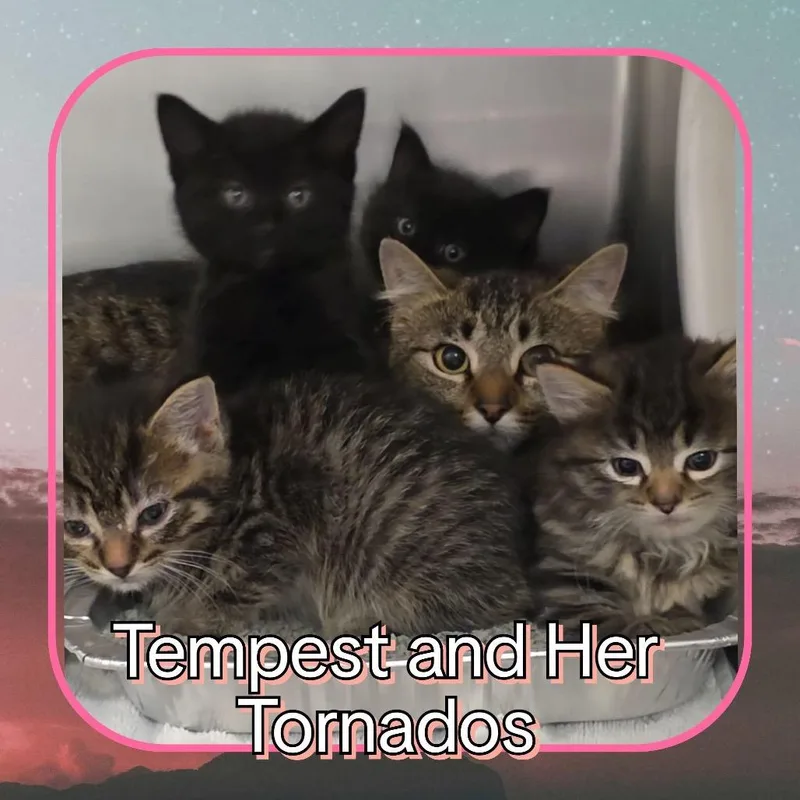 Thunder thumbnail 2