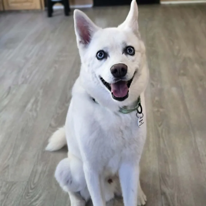 A senior medium-sized male Klee Kai dog named Ghost for adoption in Severn, MD