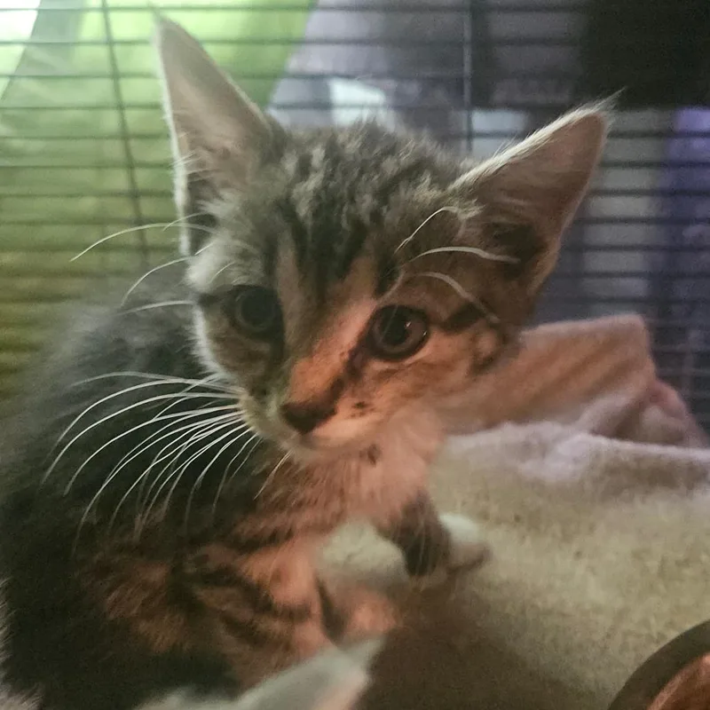 A young small-sized female Black Domestic Short Hair cat named Zag for adoption in Ringtown, PA