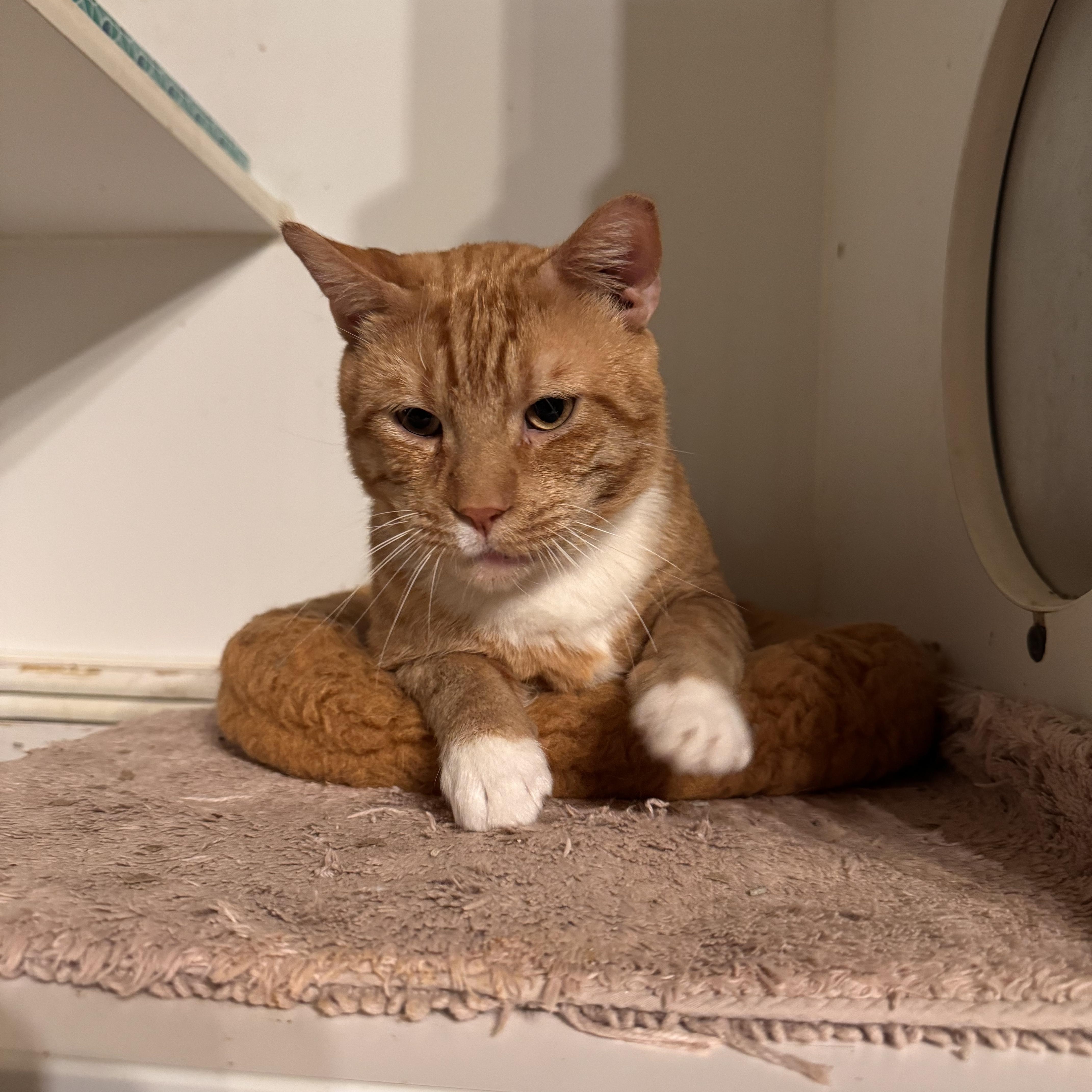 An adult large-sized male Domestic Short Hair cat named Cosmo for adoption in MABLETON, GA